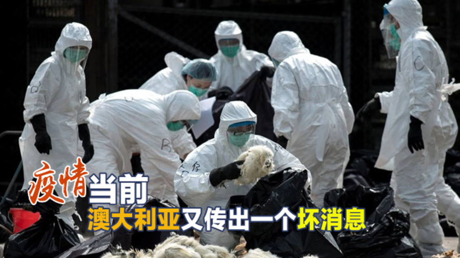 全球流感疫情最新动态，防控形势及应对战略更新报告