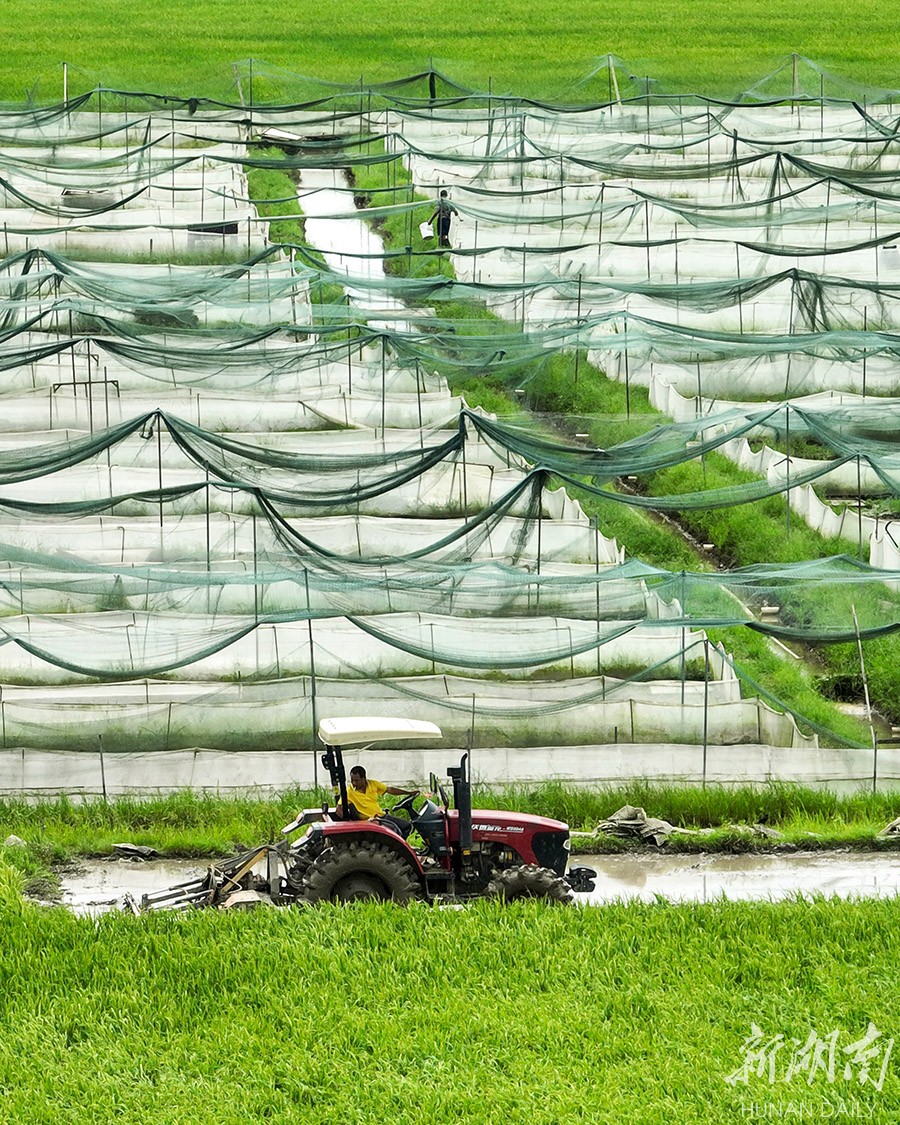 夏耕最新动态，探索农业现代化的新希望