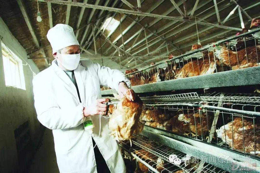 禽流感最新动态周全解读，最新新闻与应对之策
