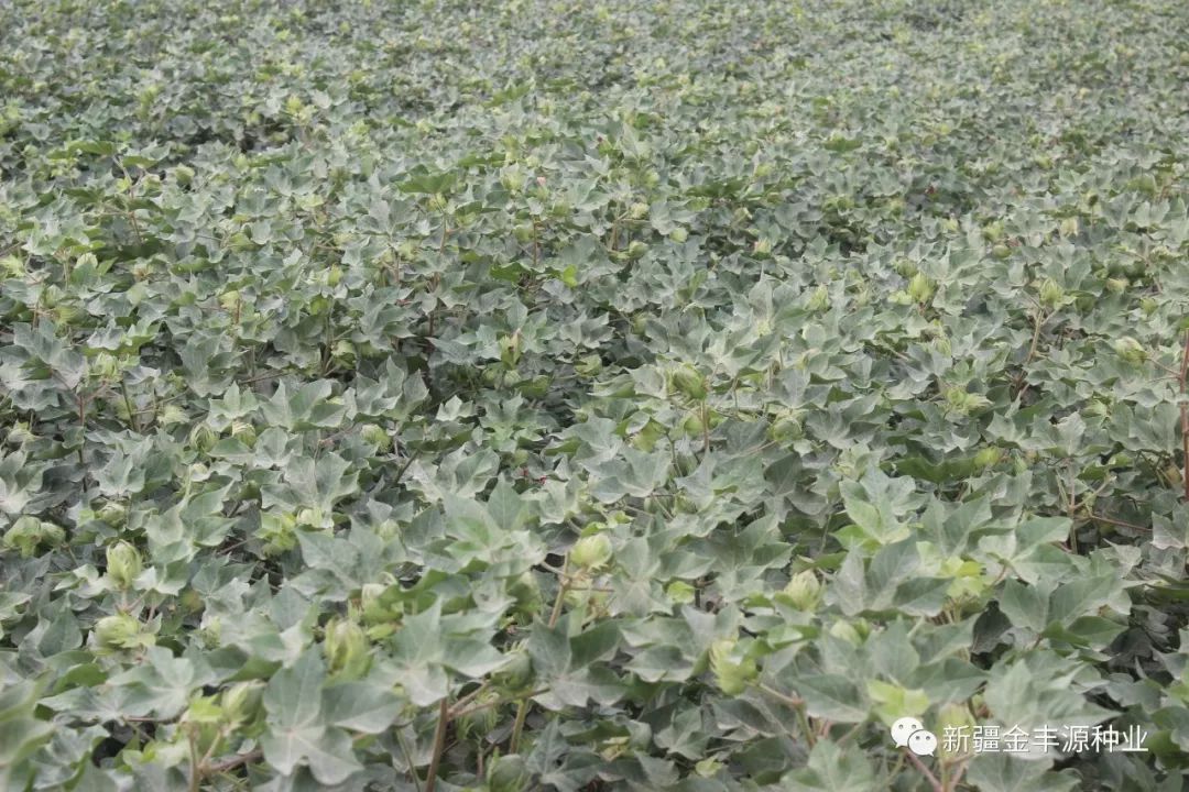 棉籽最新价钱动态，影响因素剖析与市场趋势展望