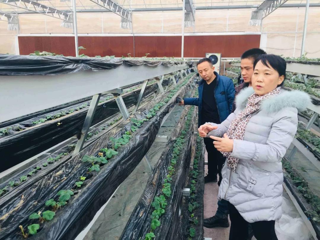科技引领农业绿色革命的未来趋势最新新闻