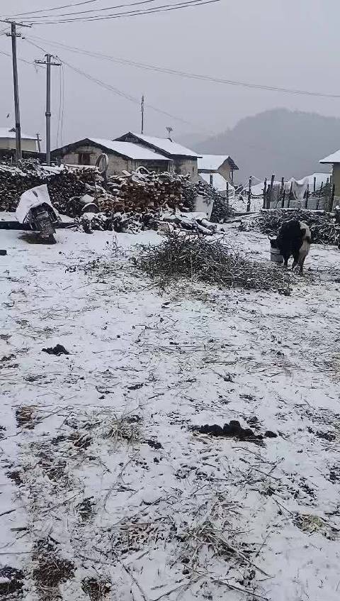 雪科村最新天气预告更新通知