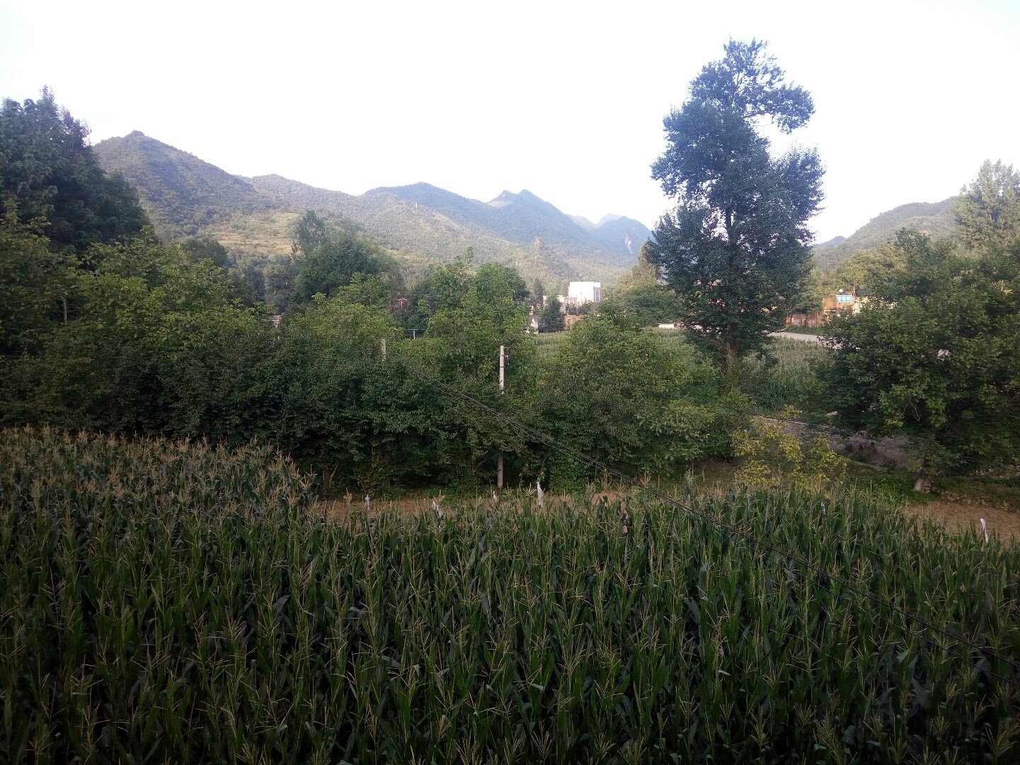 大卜峪村民委员会最新天气预告概览