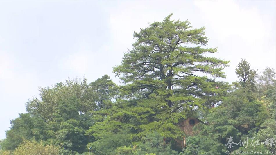 天水市市林业局最新生长妄想揭秘，绿色生态建设的未来蓝图