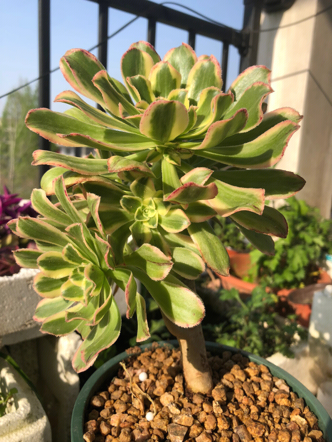 炉法师最新动态，引领行业新潮流，探索前沿手艺