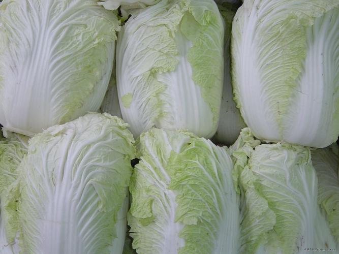 最新注册白菜网，探索与体验之旅