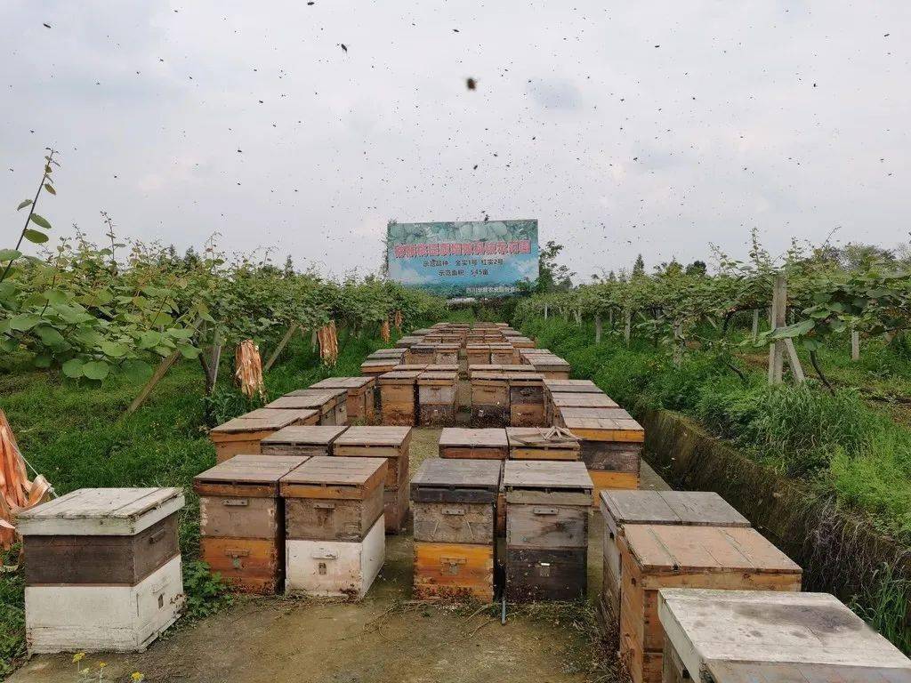 运河区农业农村局新项目推动农业现代化，墟落振兴再添动力