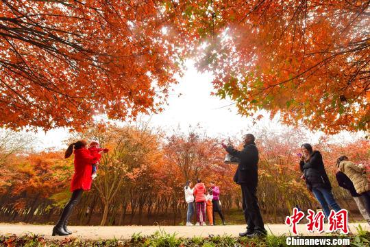 枫林最新动态，探索新生长与新闻热门