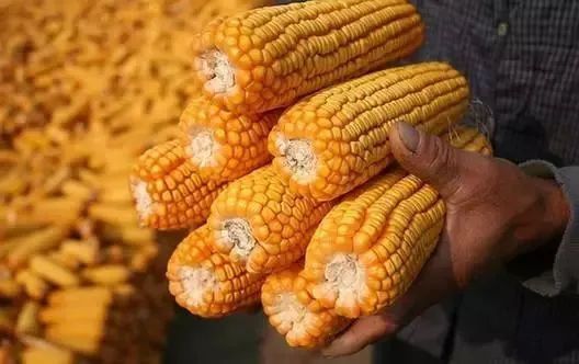 全球玉米市场动态与中国玉米工业生长最新新闻解读
