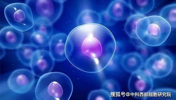 干细胞最新希望，突破与挑战并存的研究动态