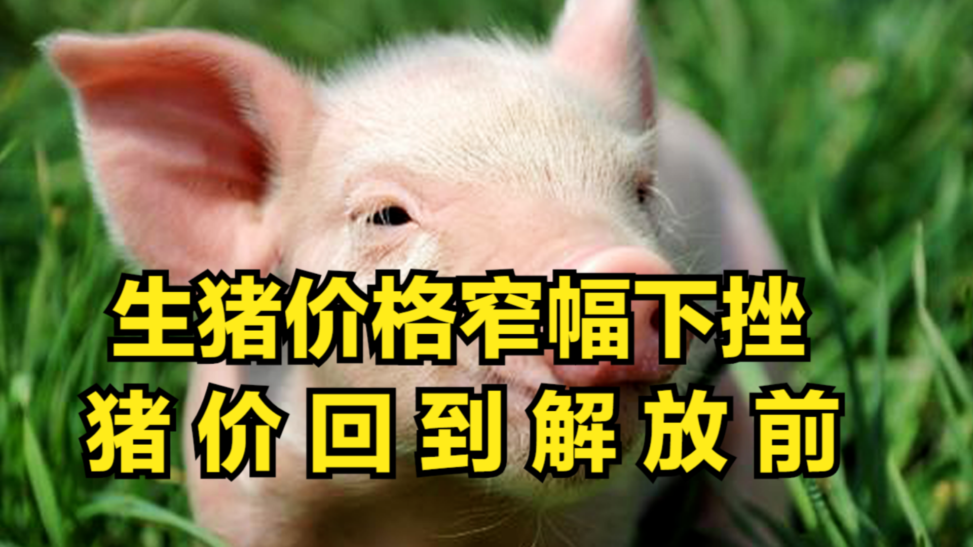 最新猪价钱行情剖析与趋势展望
